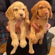 Cocker spaniel female puppies for sale in ahmedabad