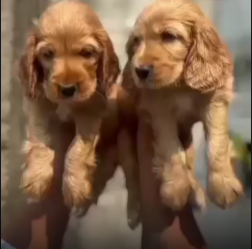 Cocker Spaniel female puppies price in bangalore