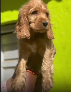 Champion line cocker spaniel puppies for sale in bangalore