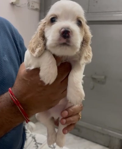 Champion line cocker spaniel puppies price in bangalore