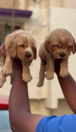 Healthy Cocker Spaniel for sale in Mumbai.