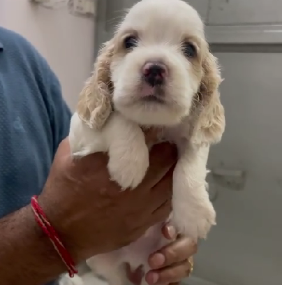 cocker spaniel female puppy price in goa