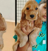 cocker spaniel dog breeder in goa