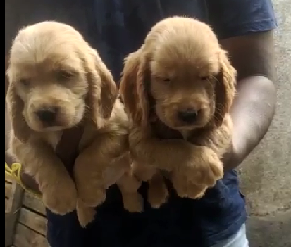 cocker spaniel male puppies for sale in goa