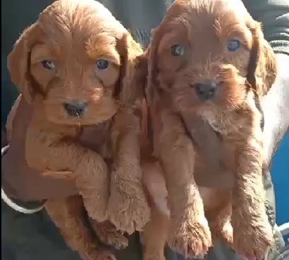 Cocker Spaniel puppy for sale in hyderabad