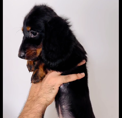 Cocker sapniel pet shop in hyderabad