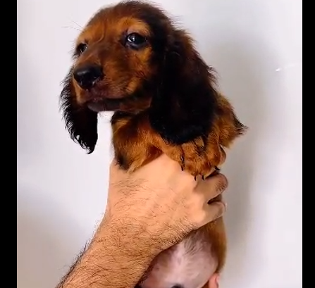 Cocker Spaniel male puppies for sale in hyderabad