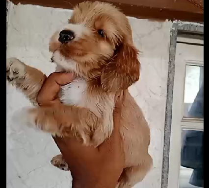 Cocker Sapniel puppy price in hyderabad