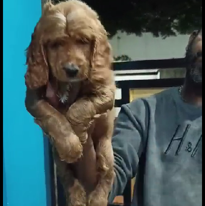 Cocker Spaniel dog breeder in hyderabad