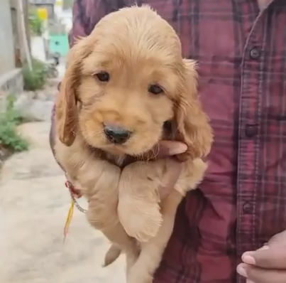 Cocker Spaniel male puppies price in kolkata