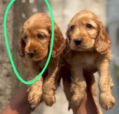 Cocker Spaniel pet shop in Kolkata