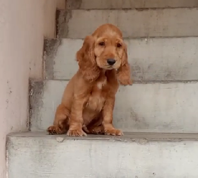 Cocker Spaniel puppy for sale in Kolkata