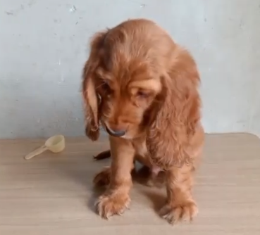 Cocker Spaniel dog for sale in Kolkata
