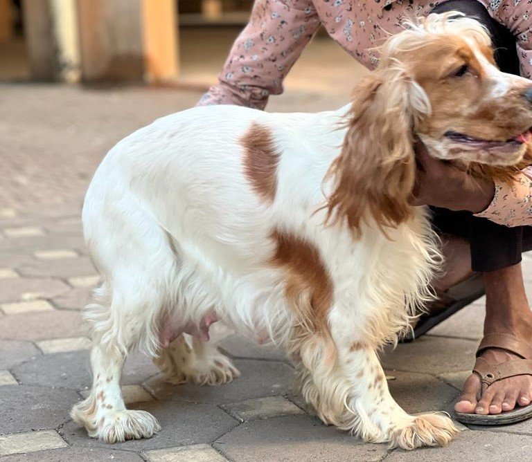 Cocker Spaniel male puppies price in pune