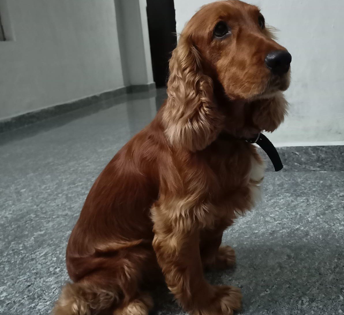 Cocker Spaniel female puppies price in pune