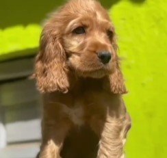 cocker spaniel puppies for sale online in chennai