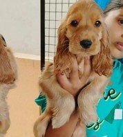 cocker spaniel male puppies for sale in chennai