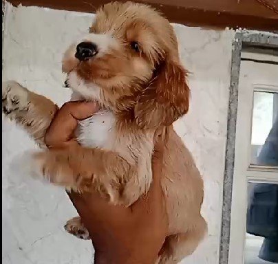 cocker spaniel breeder in chennai