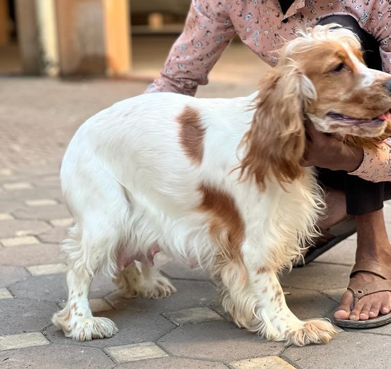 Cocker Spaniel price in India