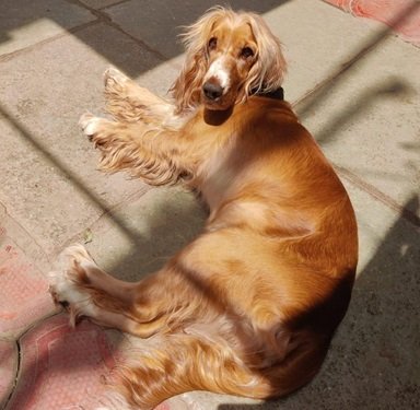 Cocker Spaniel puppy price in India