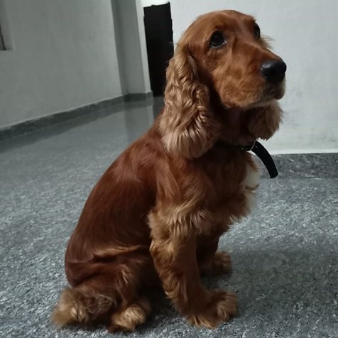 Cocker Spaniel dog price in India