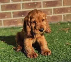 Cocker Spaniel dog for sale in India