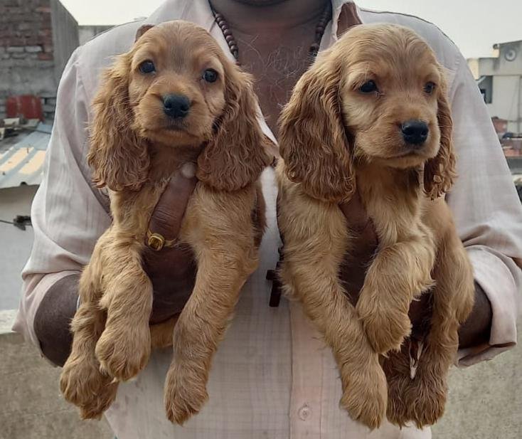 buy cocker spaniel puppies online in vizag