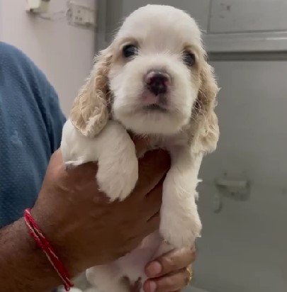 pure breed cocker spaniel puppies for sale in vizag