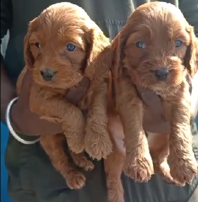 cocker spaniel male puppies for sale in vizag