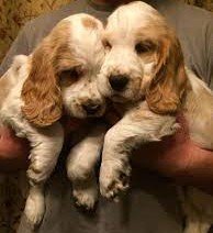 cocker spaniel pet shop in vizag