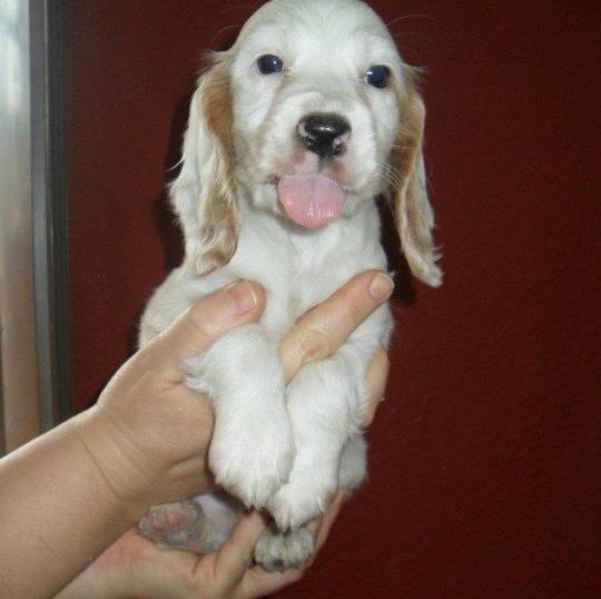 cocker spaniel dog kennel in vizag