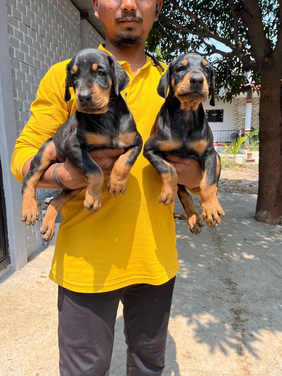 Doberman Female Puppies Price In Mumbai