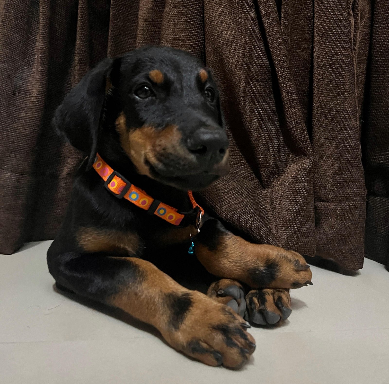 Doberman male puppies for sale in Kolkata