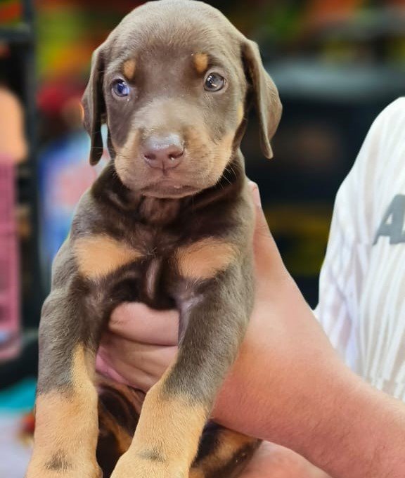 Doberman puppy price in Kolkata