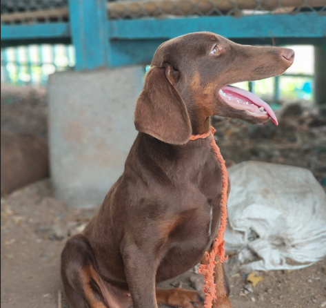 doberman puppies for sale online in chennai