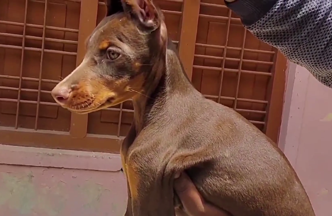 doberman dog price in chennai