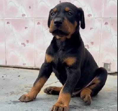 doberman dog breeder in chennai