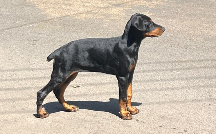 doberman female puppy price in chennai