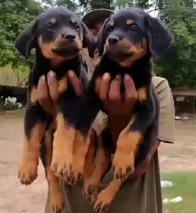 buy doberman puppies online in jaipur