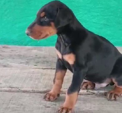 doberman puppies for sale in jaipur