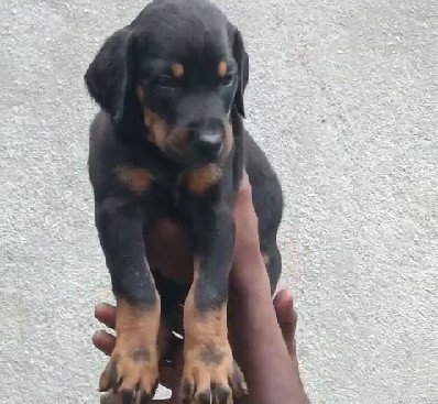 doberman dog kennel in jaipur