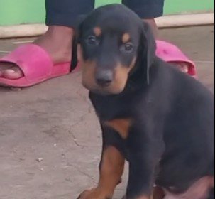 doberman pet shop in jaipur