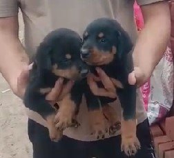 doberman puppy price in jaipur