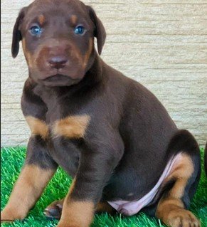 buy champion lineage doberman puppies in vizag