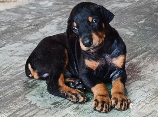 doberman puppies for sale online in vizag