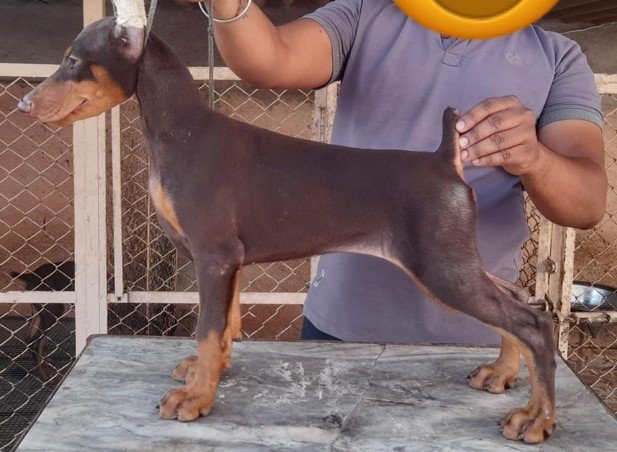 doberman dog price in vizag