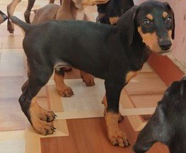 doberman puppy for sale in vizag