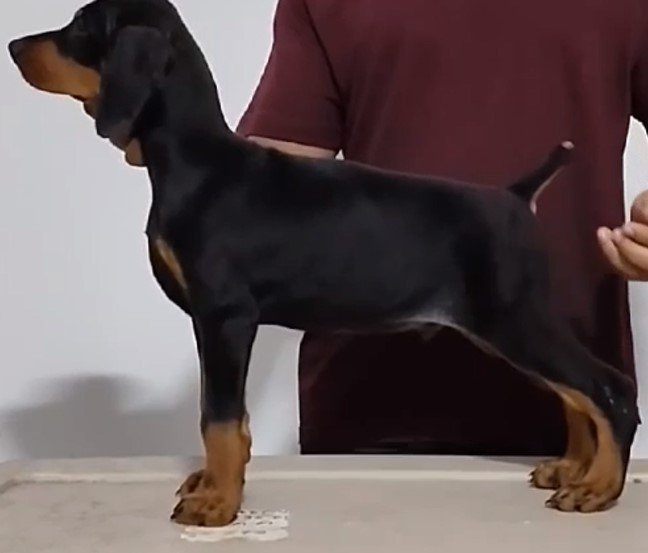 buy top quality doberman puppies in vizag