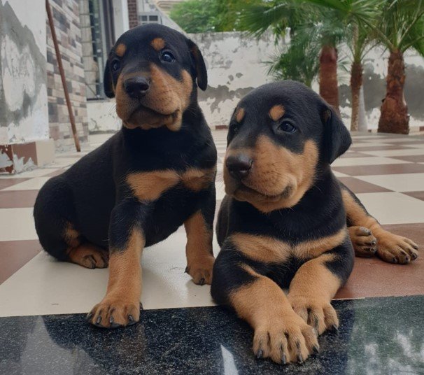 doberman pet shop in vizag