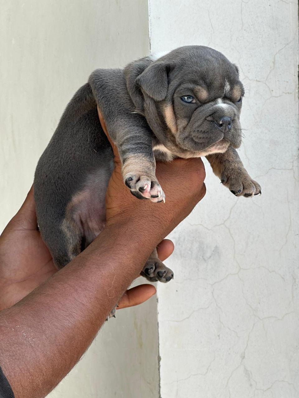 English Bulldog female puppies price in bangalore